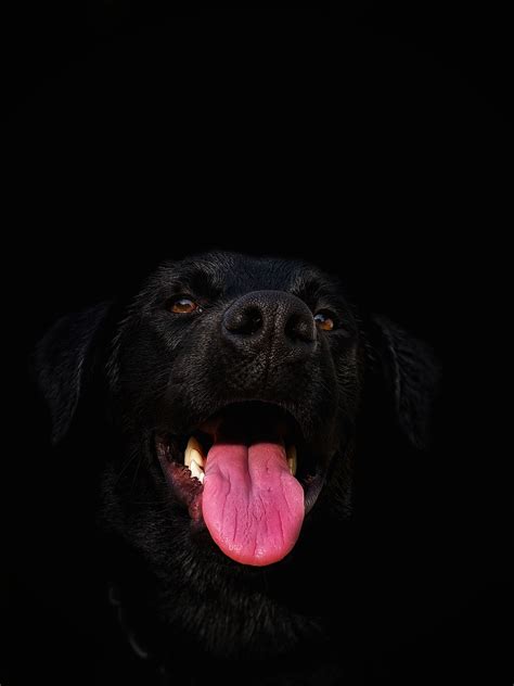 Black Dog Wallpapers 4k Hd Black Dog Backgrounds On Wallpaperbat