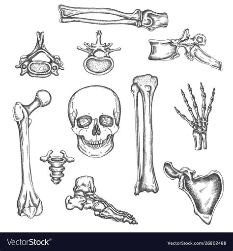 Human Skeleton Bones And Joints Sketch Royalty Free Vector