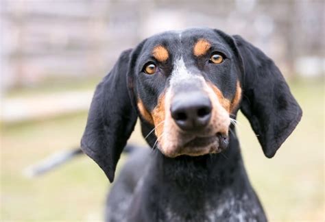 Bluetick Coonhound Learn About The Racoon Hunting Dog All Things Dogs