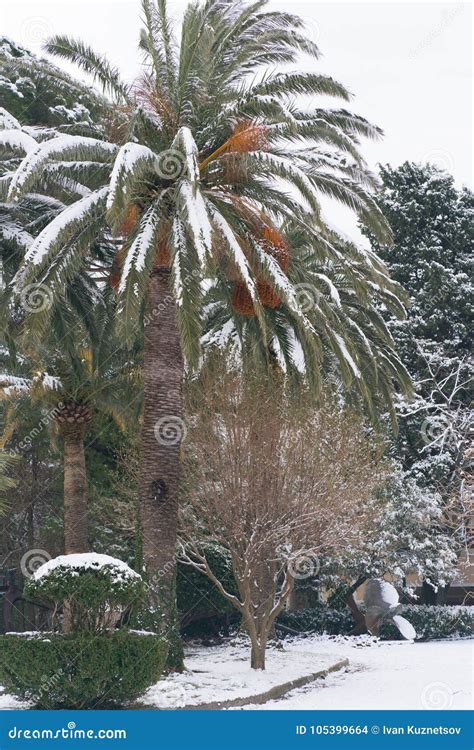 Leavs Of Palm Trees Covered With Snow Stock Photo Image Of Palm