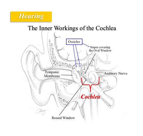 Hearing And The Inner Workings Of The Cochlea