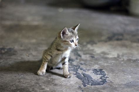 Free Images Animal Cute Looking Pet Fur Kitten Feline Fauna