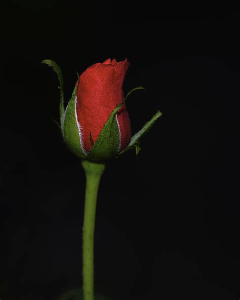 Rose Bud Photograph By William Jobes