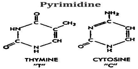 Pyrimidine Assignment Point