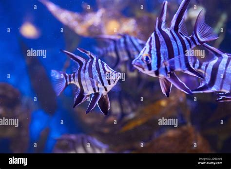 Fish With Spiked Fins Hi Res Stock Photography And Images Alamy