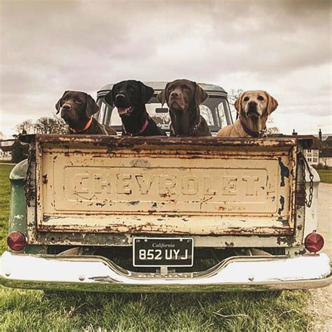 I'm sure they'll love it! southern puppies ️ | Dogs, Classic trucks, Old dogs