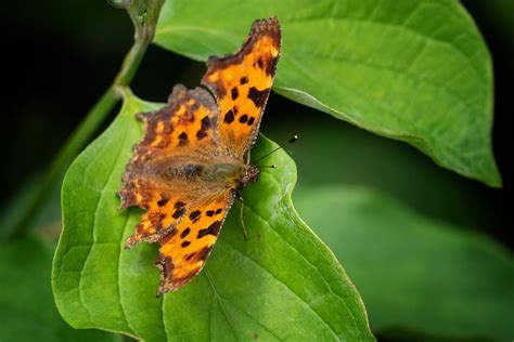 C Falter Foto And Bild Natur Insekten Tiere Bilder Auf Fotocommunity