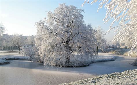 Snow White Tree Winter Hd High Definition Wallpapers ~ Amazing