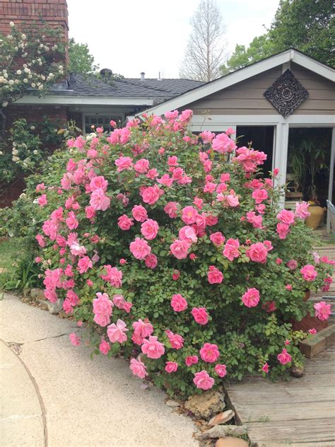 Beautiful Antique Roses Growing In My Backyard In Dallas Tx