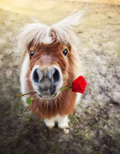 Will You Be My Valentine Cute Animals Animals Beautiful Cute Ponies
