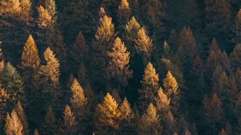 Download Wallpaper 1920x1080 Forest Aerial View Trees Coniferous