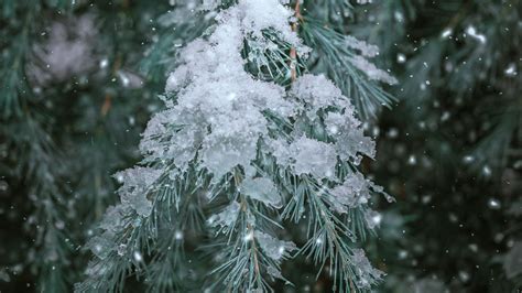 Download Wallpaper 1920x1080 Spruce Branch Snow Winter Needles