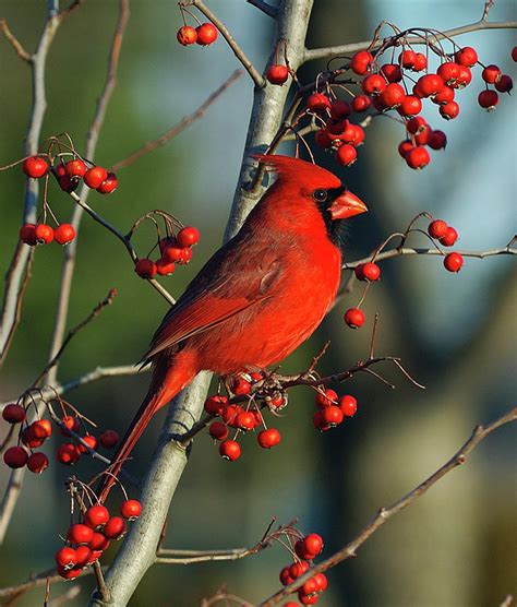 Male Cardinal On Branch By H H Fox Photography