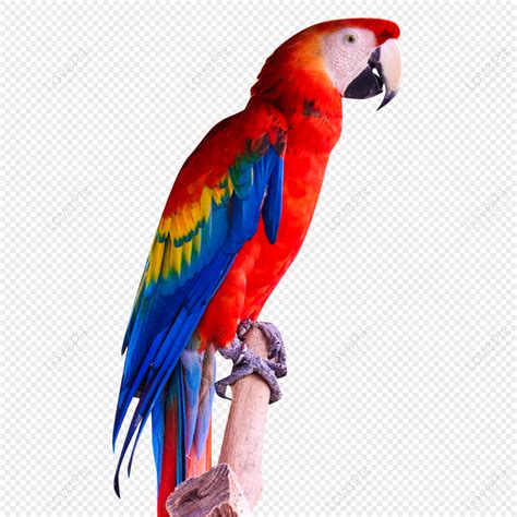 Parrot Material Wild Zoo Free Png And Clipart Image For Free