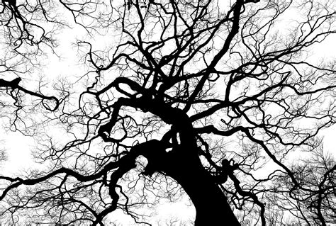 Free Images Nature Forest Branch Silhouette Black And White