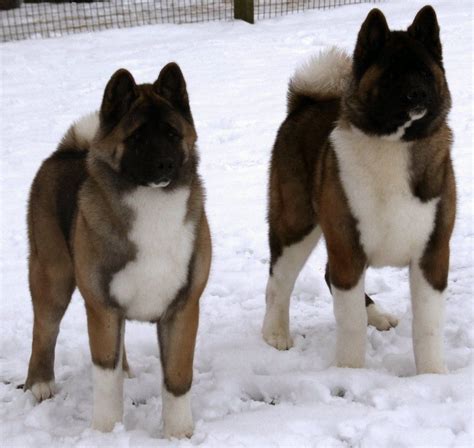 The two types did not diverge until after world war ii. Two massive majestic Akita...gorgeous American Akitas ...