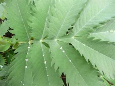 17 Plants With Serrated Leaves Careenacadan