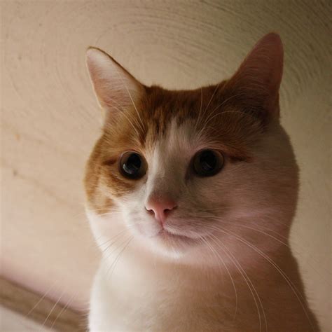 Pregnant cat meows because wants food. Orange and White Cat Face Close Up Picture | Free ...
