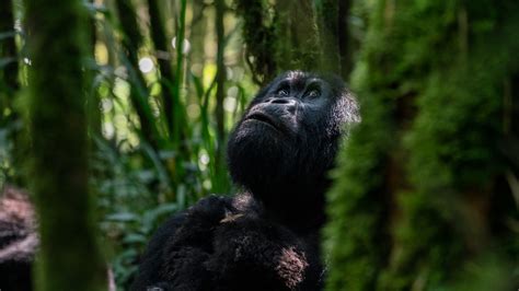 Rwanda Game Gorillas The Wonder