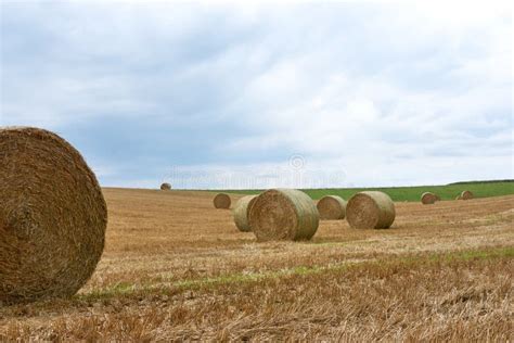 Agricultural Landscape With Hay Rolls Stock Photo Image Of Grain