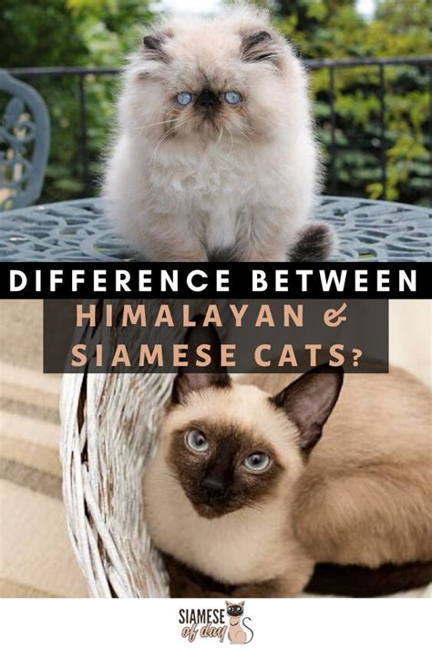 Difference Between Siamese And Himalayan Cats Siameseofday