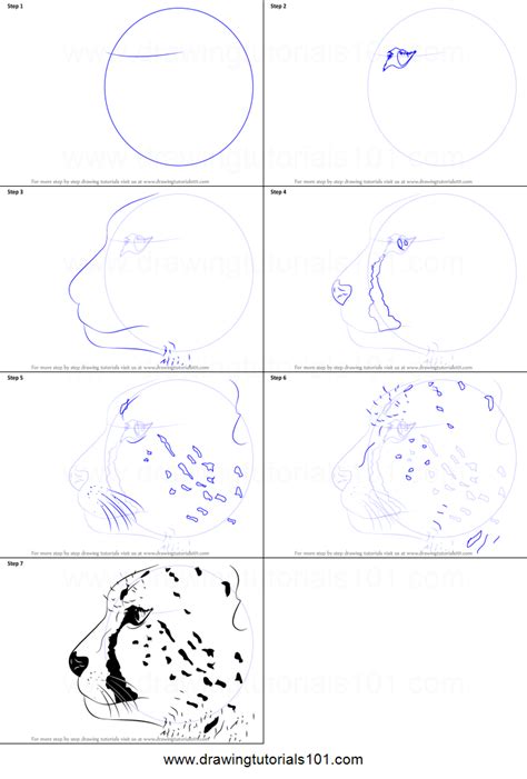 Cheetah drawing step by step at paintingvalley com explore. How to Draw a Cheetah's Head printable step by step ...