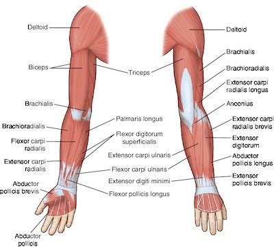 The forearm muscles, in the lower arm, move the wrist and rotate the forearm. Arm Muscles Common Names - Is This Forearm Tendonitis ...