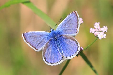 Life In Pictures Common Blue Butterfly