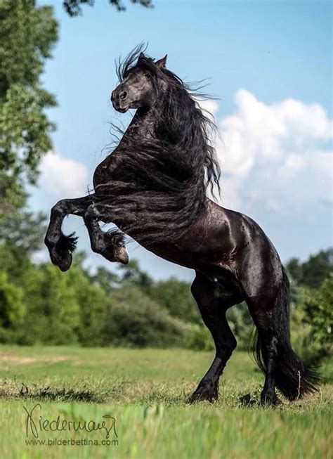 Pin By Marcelo Braga On Magnificent Horses Friesian Horse Horses