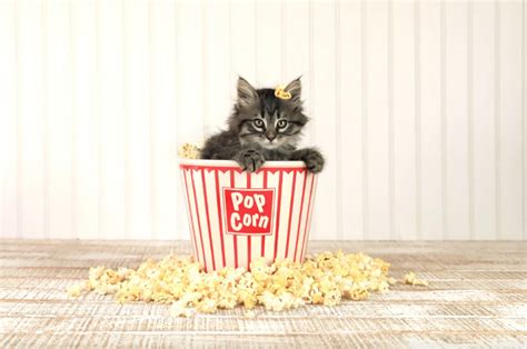 Can Cats Eat Popcorn Expert Opinion And Tips Animalia Planet