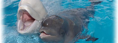 All About Beluga Whales Communication Seaworld Parks And Entertainment