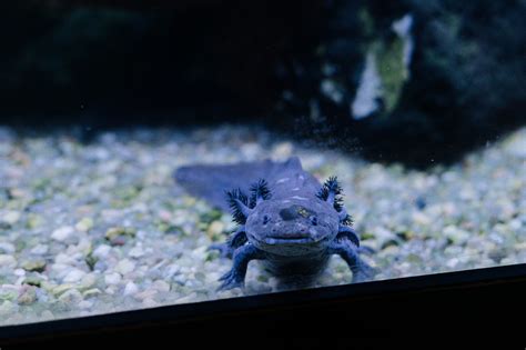 Adoptez Un Axolotl Une Adorable Petite Créature Le Citoyen L