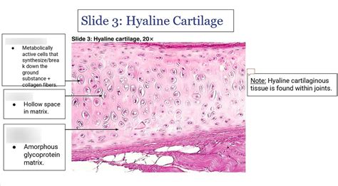 Hyaline Cartilage Diagram Quizlet