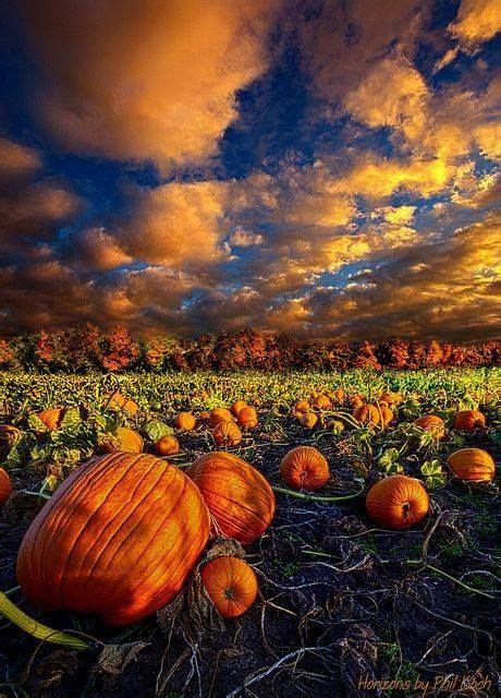 Pumpkin Patch Beautiful Landscapes Gorgeous Lovely Beautiful Places