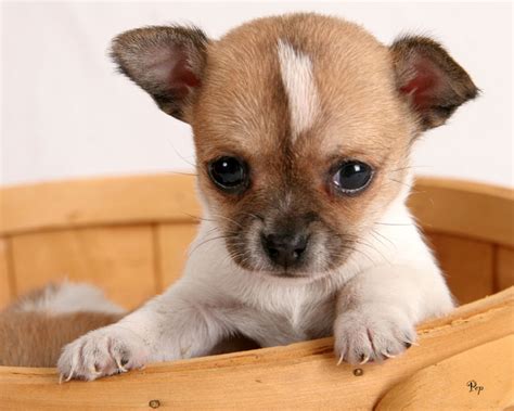 Chihuahua puppy in pink dress, 6 months old, sitting in front of white background. New Funny Pictures: Free chihuahua puppies- chihuahua puppies pictures