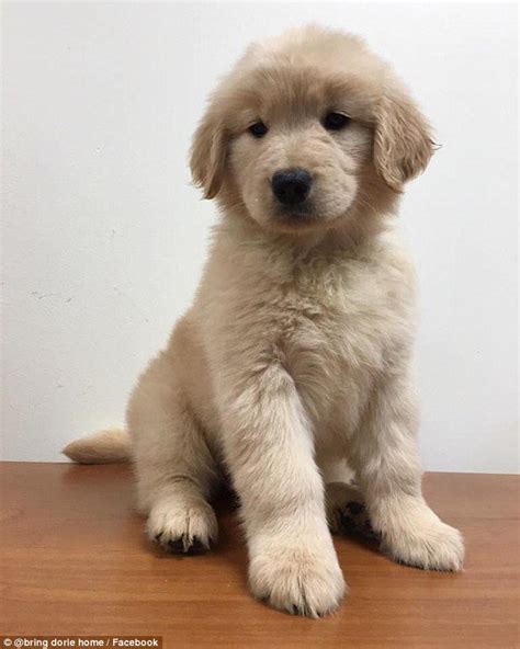 You and your baby can expect quite the adventure this month as he may learn to stay sitting up all by himself and might even get his first taste of solid food. 6 Month Old Golden Retriever Puppy Weight | Dog Breed Information