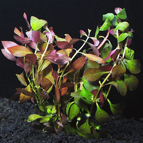 Ludwigia Repens Dark Red Live Aquarium Aquatic Plants Free Etsy