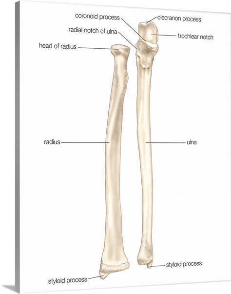 Radius and ulna anatomy flashcard. Right radius and ulna bones in supination - anterior view ...