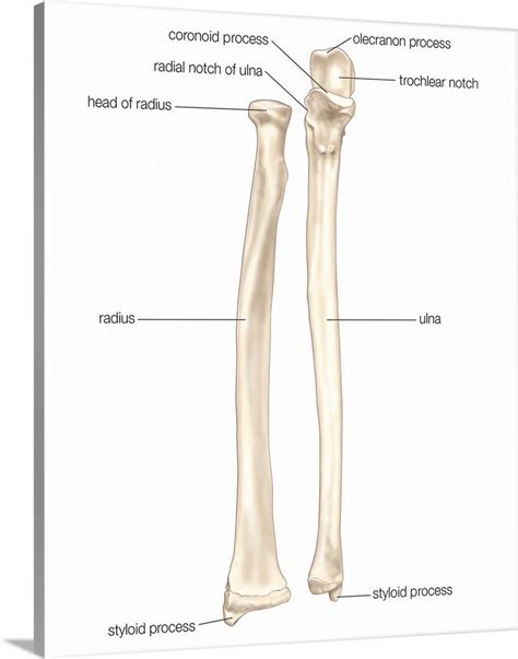 Find the perfect radius bone stock illustrations from getty images. Right radius and ulna bones in supination - anterior view ...