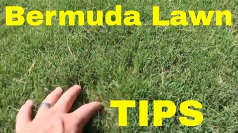 Bermuda Grass Lawn Care Tips And Maintenance Calendar Youtube