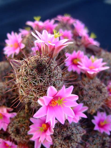 At least once every two weeks is recommended as they do well with less its flowers are yellow with spines that are long but harmless. Hasznos cikkek és receptek: Kaktuszok | Cactus flower ...