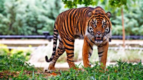 Untuk digunakan gratis ✓ tidak ada atribut yang di perlukan ✓. Teror Harimau Beranak, Kerbau Jantan Mati Mengenaskan ...