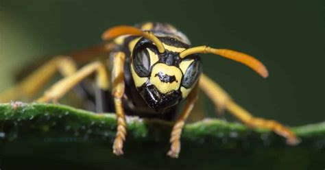 10 Ways To Control And Get Rid Of Wasps Naturally