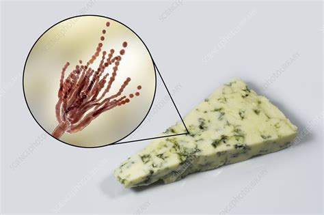 Penicillium Fungus And Roquefort Cheese Composite Image Stock Image