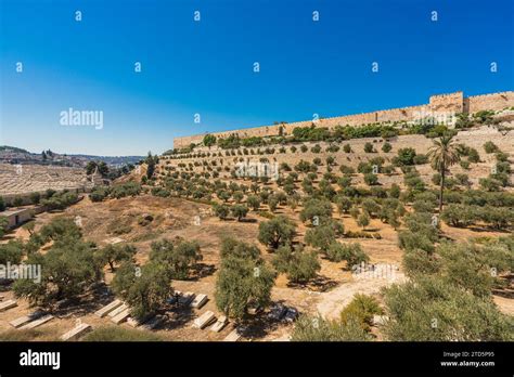 Scenic View Of Kidron Valley Featuring Olive Trees A Cemetery And The