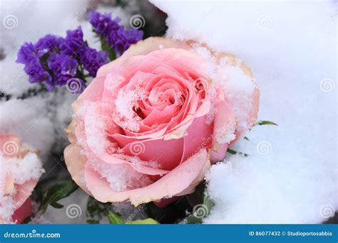 Pink Rose In The Snow Stock Photo Image Of Love Blooming 86077432