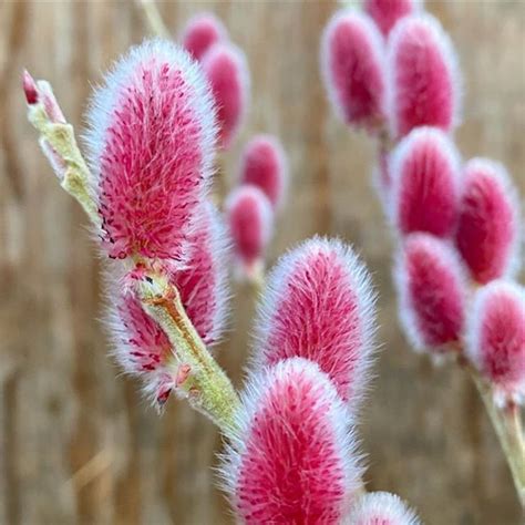 1 Pussy Willow PINK Variety Plants Cuttings Mt Aso Etsy