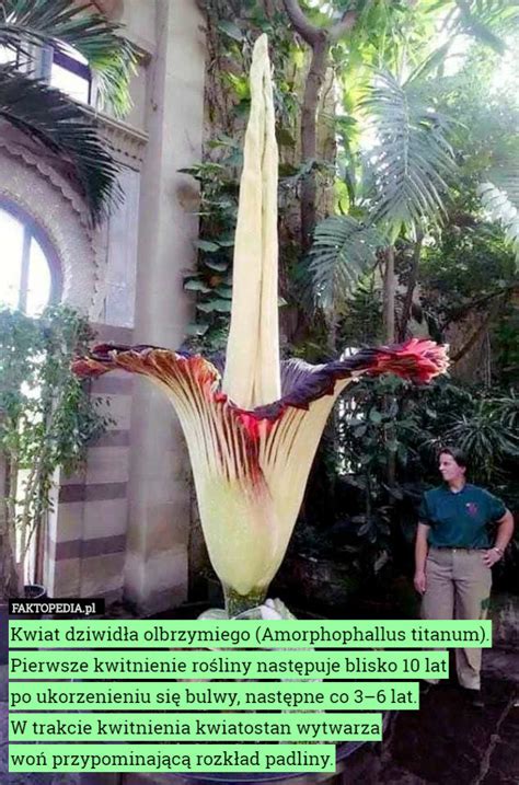 Dziwidło olbrzymie pochodzi z wilgotnego lasu równikowego sumatry i bardzo rzadko kwitnie, czasami raz na kilka lat. Kwiat dziwidła olbrzymiego (Amorphophallus titanum ...