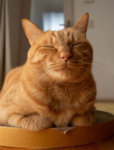 180 Orange Tabby Cat Names The Paws