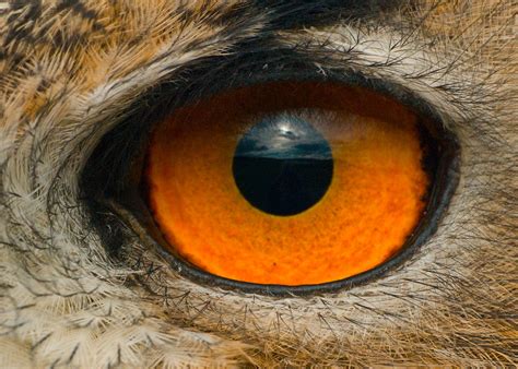 Avian Eye The High Technology Of Nature